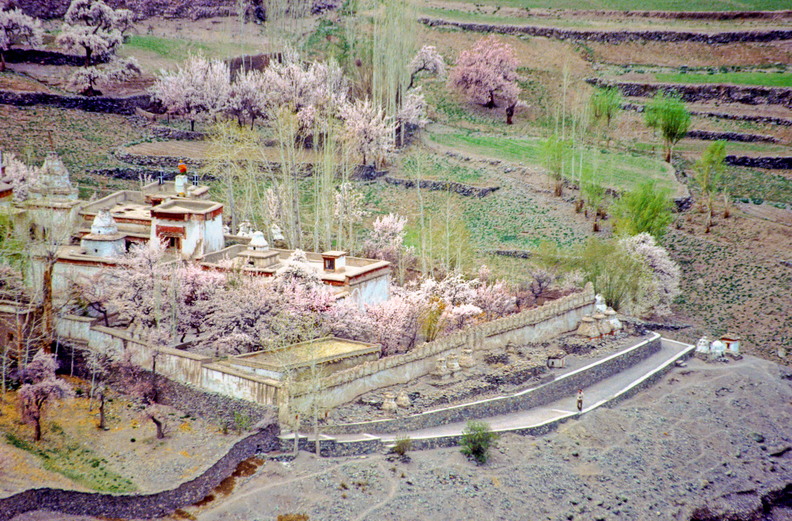 Alchi_CL00 55,38.jpg