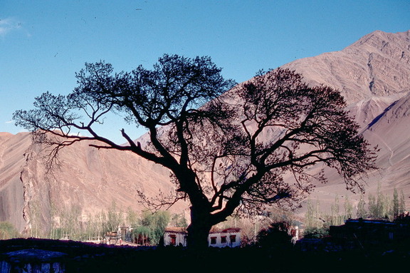 Alchi Village