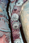 Maitreya