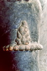 CL94 118,8